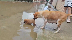 水たまりに入る子犬を引きずり出す母犬