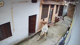 牛に襲われて水路に落とされる男性