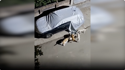 車のカバーを台無しにする野良犬