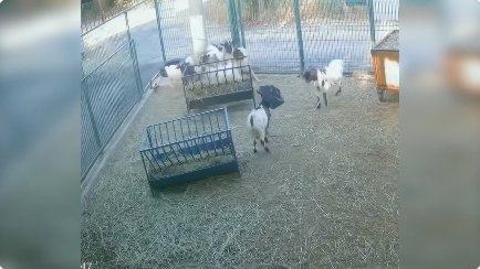 謎の生物にびっくりするヤギ