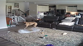 犬がリチウムイオン電池を噛み発火