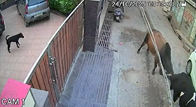 牛のケンカに巻き込まれる家