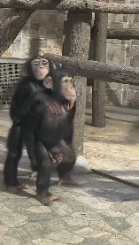 ムカデ競争中みたいに息ぴったりのチンパンジー