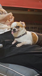 耳掃除をされると舌が出ちゃう犬