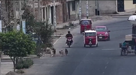 犬の威力が凄すぎて横転するタクシー