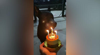 バースデーソングを歌おうとする犬