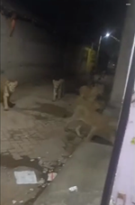 村を徘徊するライオンの群れに遭遇