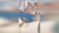 母ザリガニの驚きの母性行動