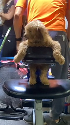 マッサージチェアで自分の番を待つ犬