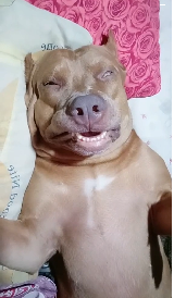 気持ちよさそうに眠る犬