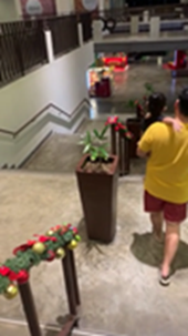 奇妙な踊る植物