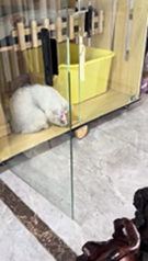 猫の額のシールを剥がしてあげる犬
