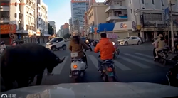 突然現れた水牛が女性をバイクから突き落とす