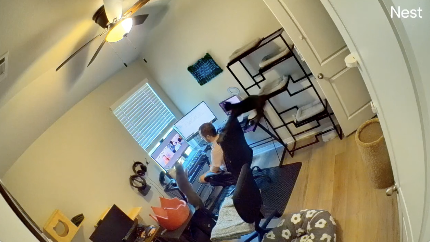 リモート会議中に2匹の猫が乱入