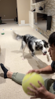 ボールを投げてほし過ぎて踊りだしちゃう犬