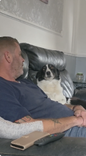 かまって欲しい犬