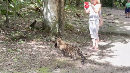 観光客の目の前で狩りをするジャガー