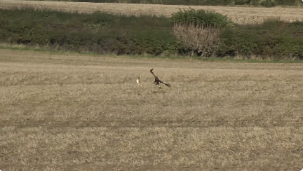 鷲の攻撃を見事に交わす野うさぎ