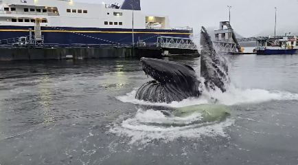 港で餌を食べるクジラ