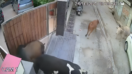 牛の路上ファイトで門破壊