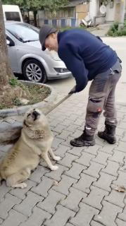 ホウキでゴシゴシ大好き犬