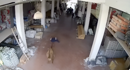 倉庫内を暴走する牛