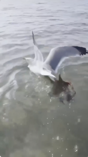 怪我した鳥？と思ったら犯人はタコ