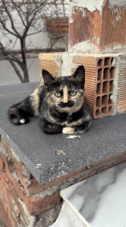 髭が生えてる風の猫