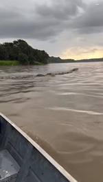 ボートツアー中に現れたワニ