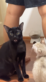 飼い主のズボンのにおいを嗅ぎ思わずこの顔