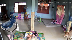 牛の侵入になかなか気がつかない女の子