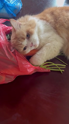 人参を抱きながら眠る猫