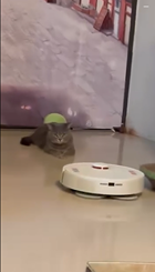 お掃除ロボットからおもちゃを守る猫