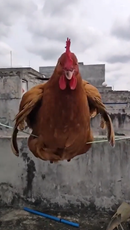 物干しロープの上で懸命にバランスをとる鳥