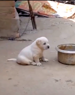 子犬のコケコッコー