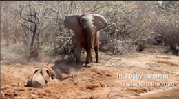 泥にはまった子象を救出