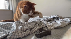 ヘアクリップにびっくりして大ジャンプの猫