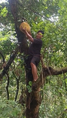 果物を収穫した勢いで木から転落