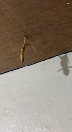 ヤモリが天井からぶら下がりストレッチ中？