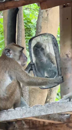 鏡に映る自分にくぎ付けのサル