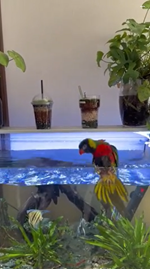 水槽の水で水浴びする鳥