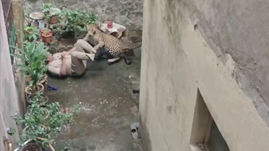 ヒョウに押し倒される警察官