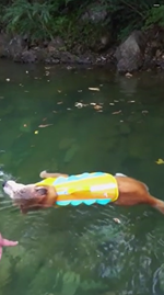 初めての水泳で水面に横たわる犬