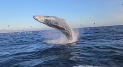 目の前でザトウクジラが大ジャンプ