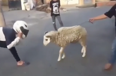 羊VSヘルメット