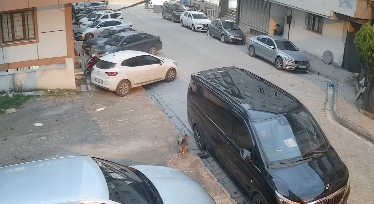 タイヤを破裂させる猫