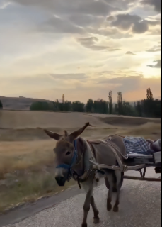 ロバに引かれながら爆睡する男性