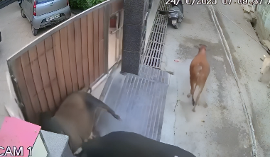 牛の路上ファイトで門破壊