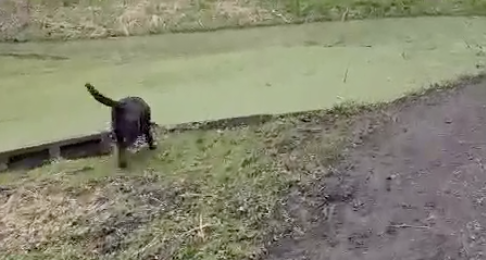 芝と間違えて池に落ちちゃった犬
