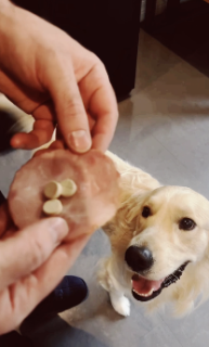 薬を避けて餌だけ食べる犬